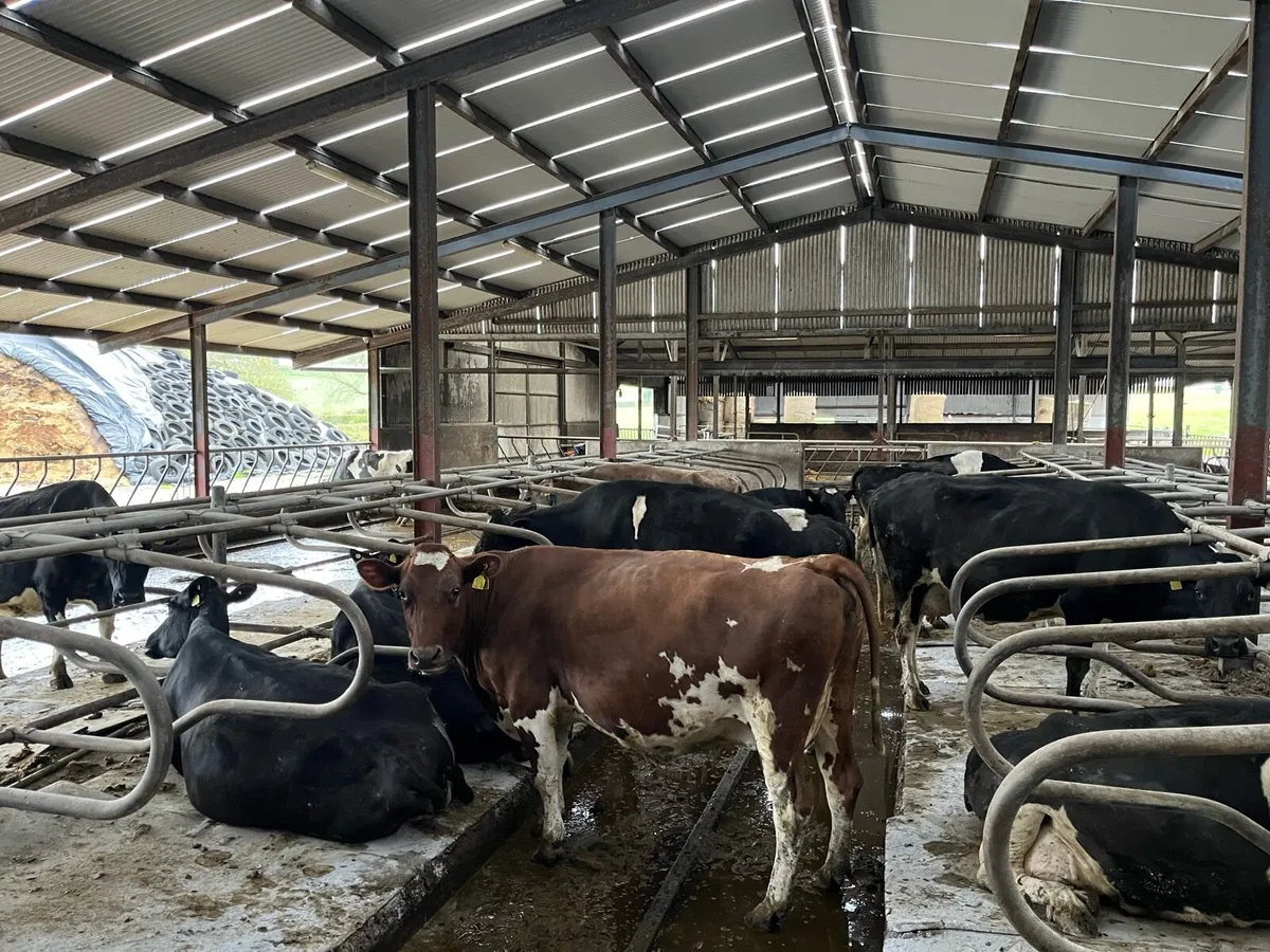 April / May calving cows - Image 1