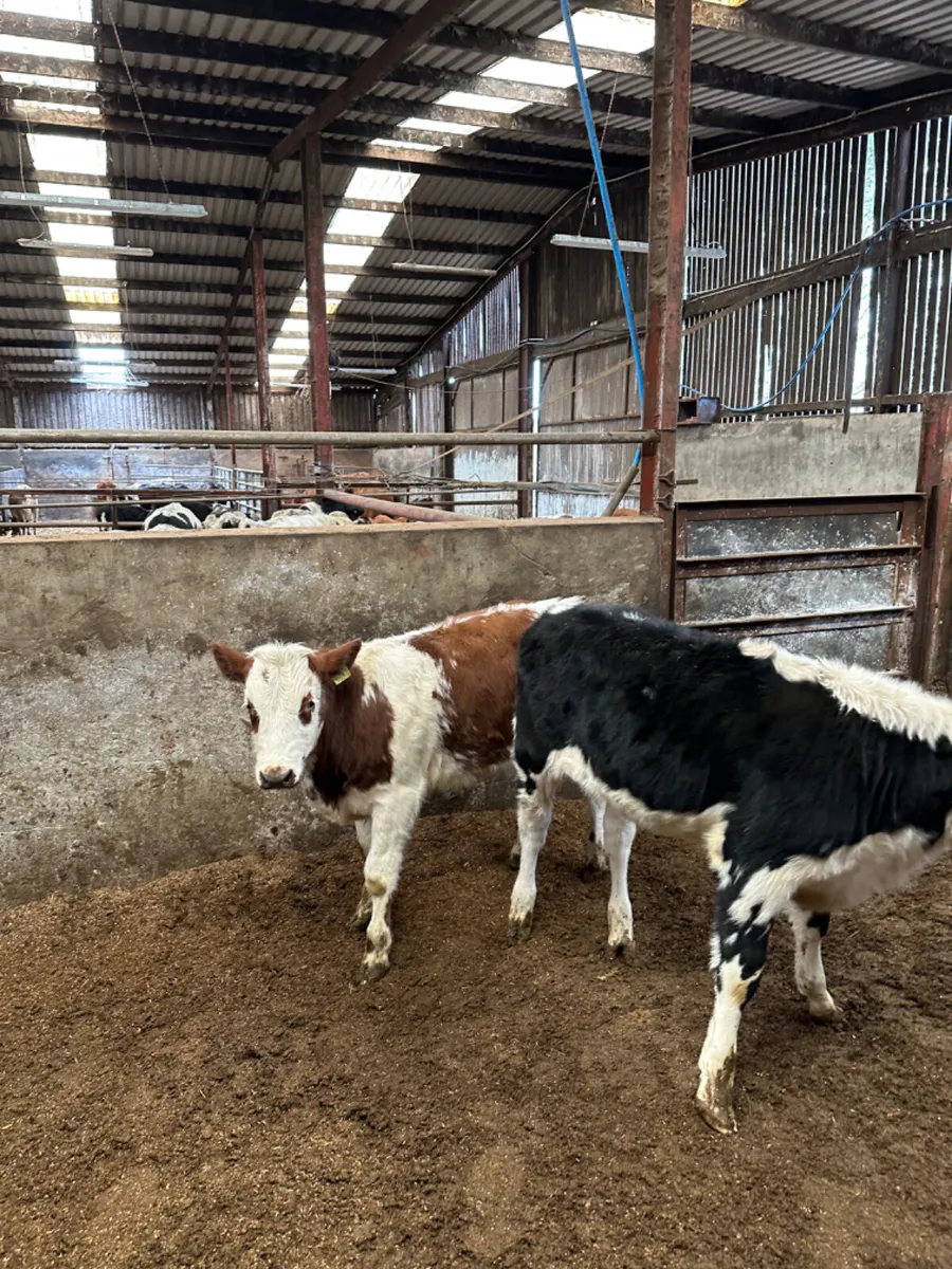 Cow makers - Image 1