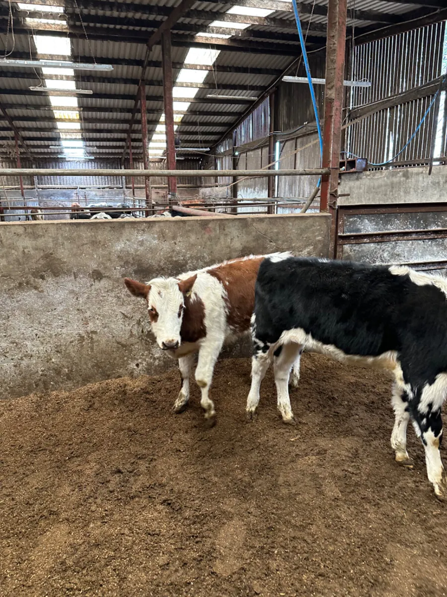 Cow makers - Image 3