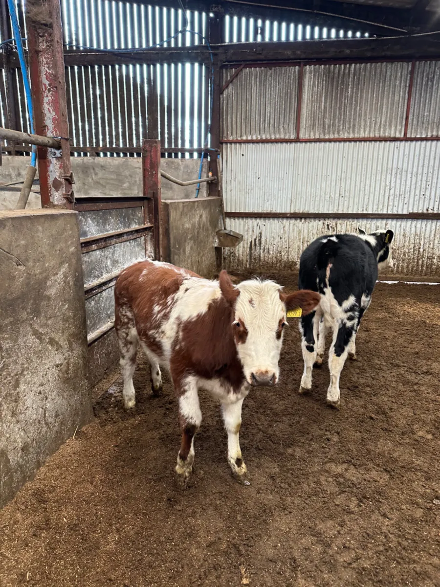 Cow makers - Image 2