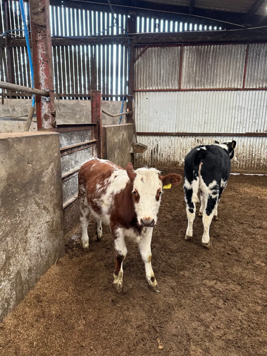 Cow makers - Image 4