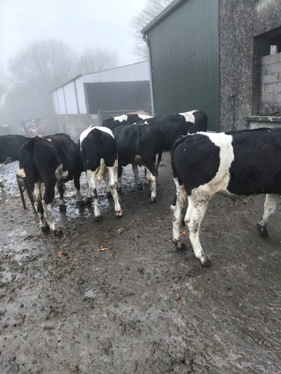 380kg Freisian bullocks - Image 1
