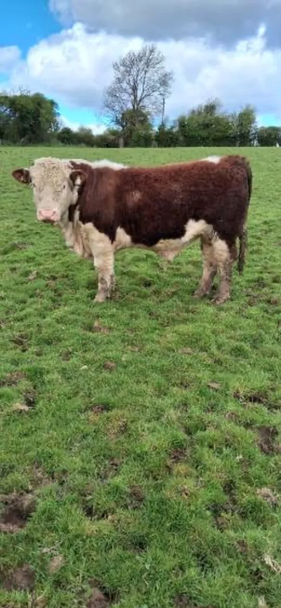 Purebred Hereford Bull - Image 1