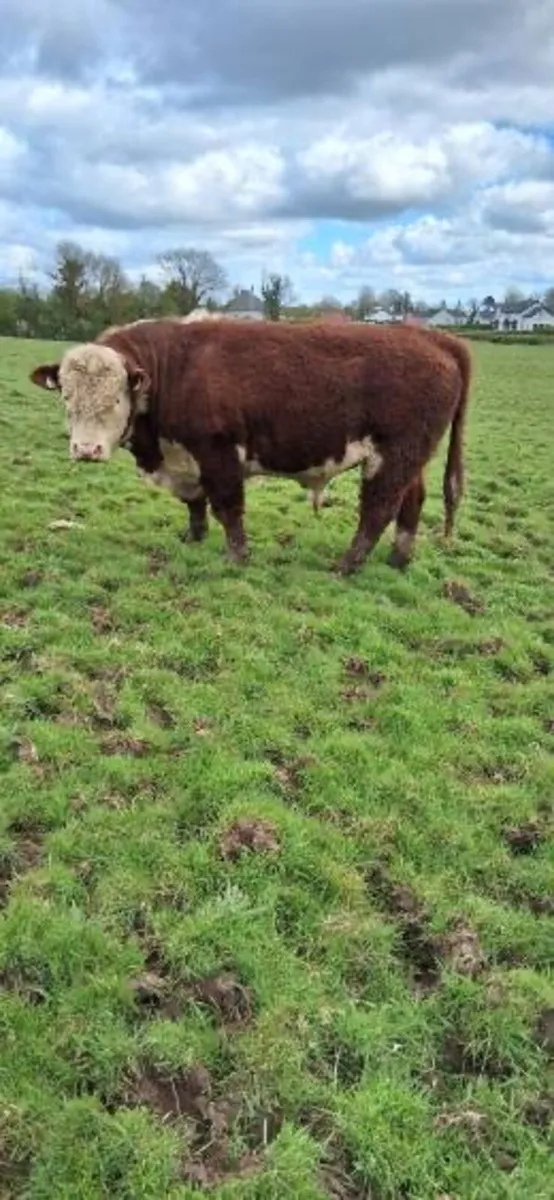 Purebred Hereford Bull - Image 2