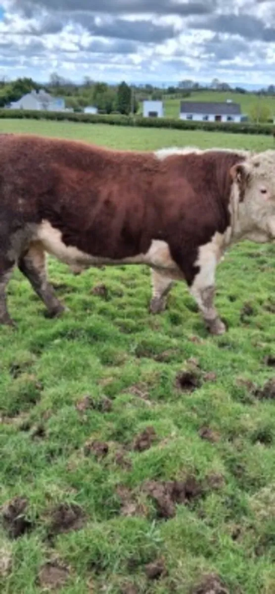 Purebred Hereford Bull - Image 3