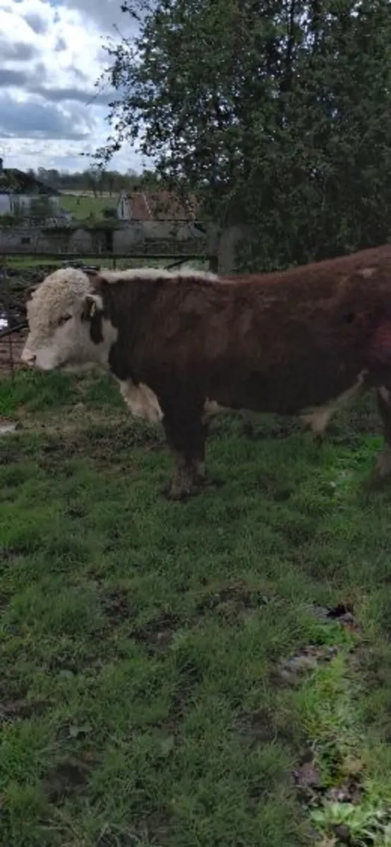 Purebred Hereford Bull - Image 4