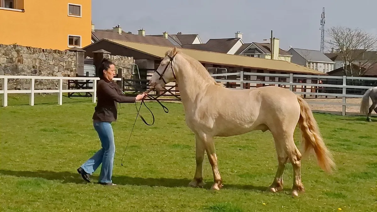Perfomance Bred Connemara Pony Stallion - Image 1