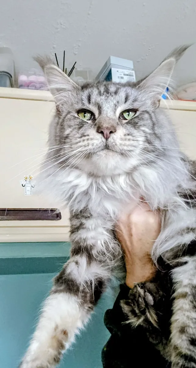 Male cat Maine coon - Image 1