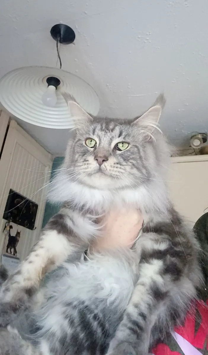 Male cat Maine coon - Image 2
