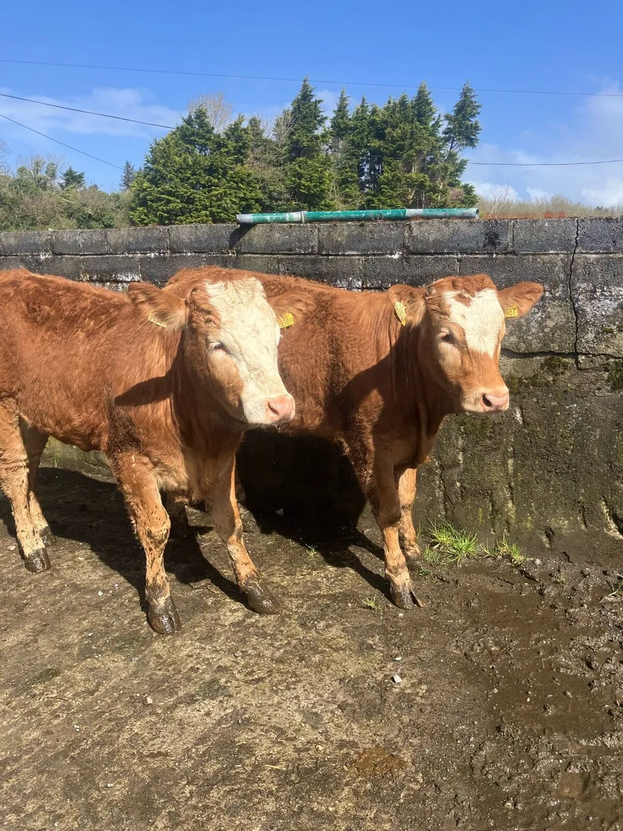 Heifers - Image 1