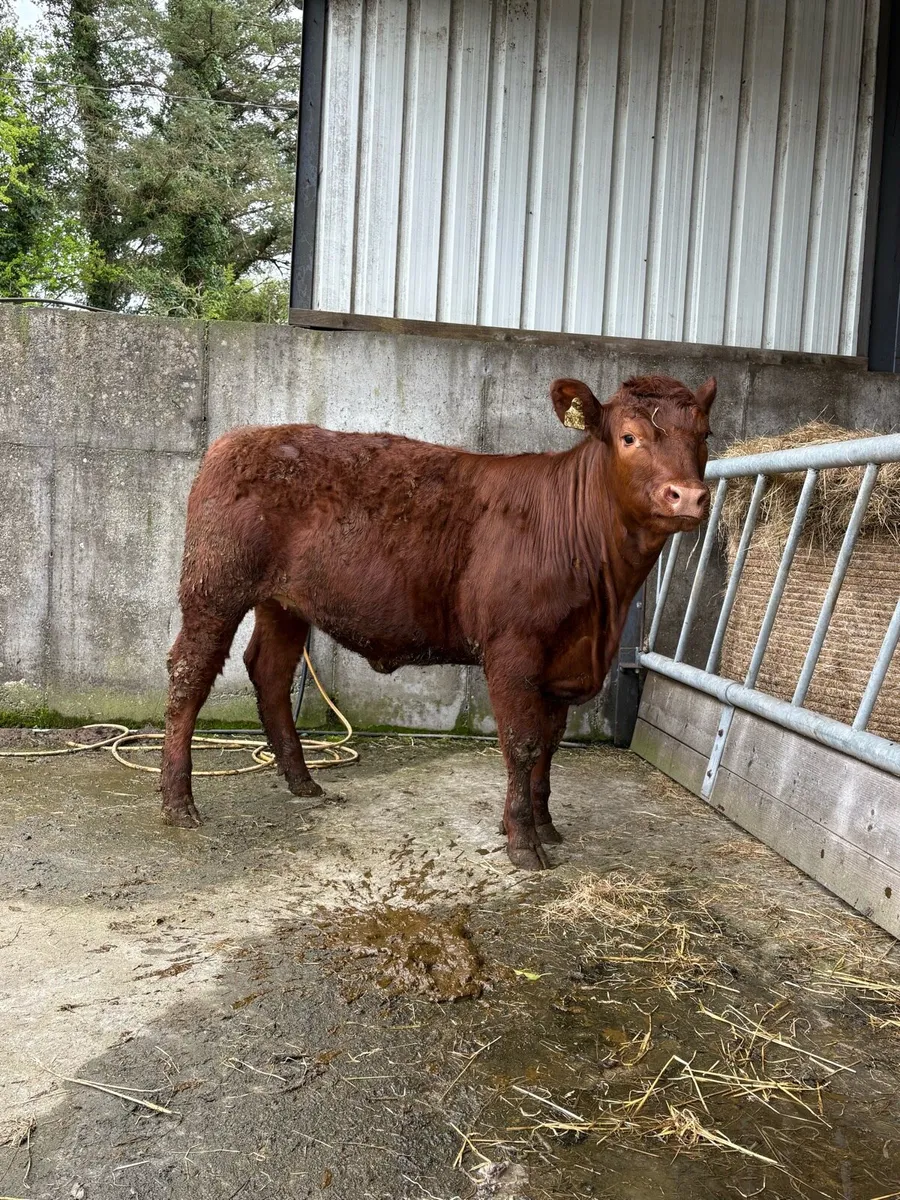 Super 4 star hybrid Limousin heifer - Image 3