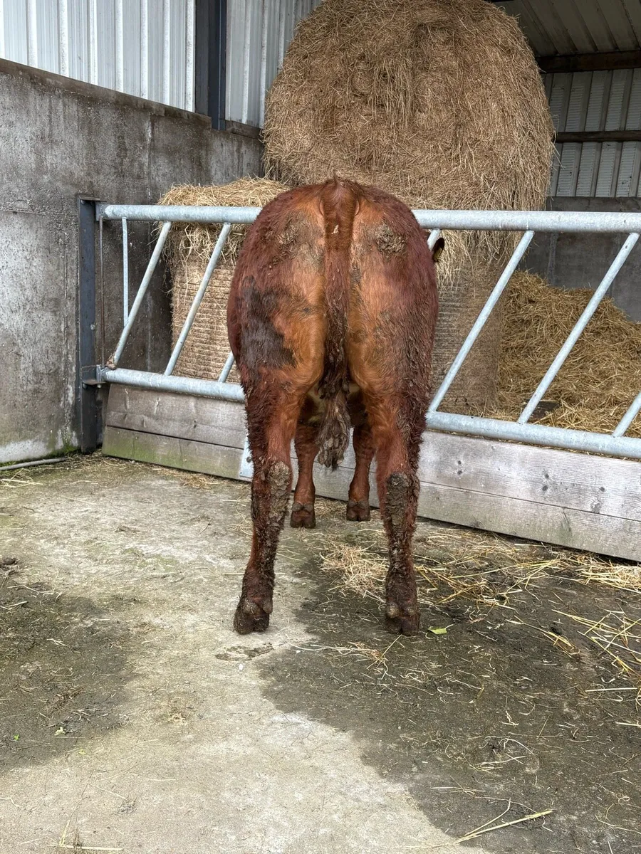 Super 4 star hybrid Limousin heifer - Image 4