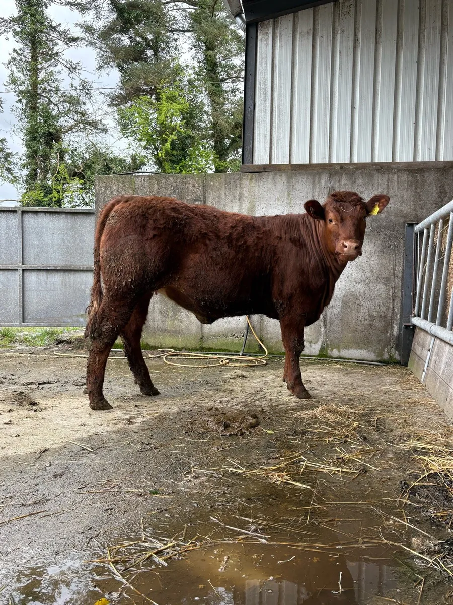 Super 4 star hybrid Limousin heifer - Image 1