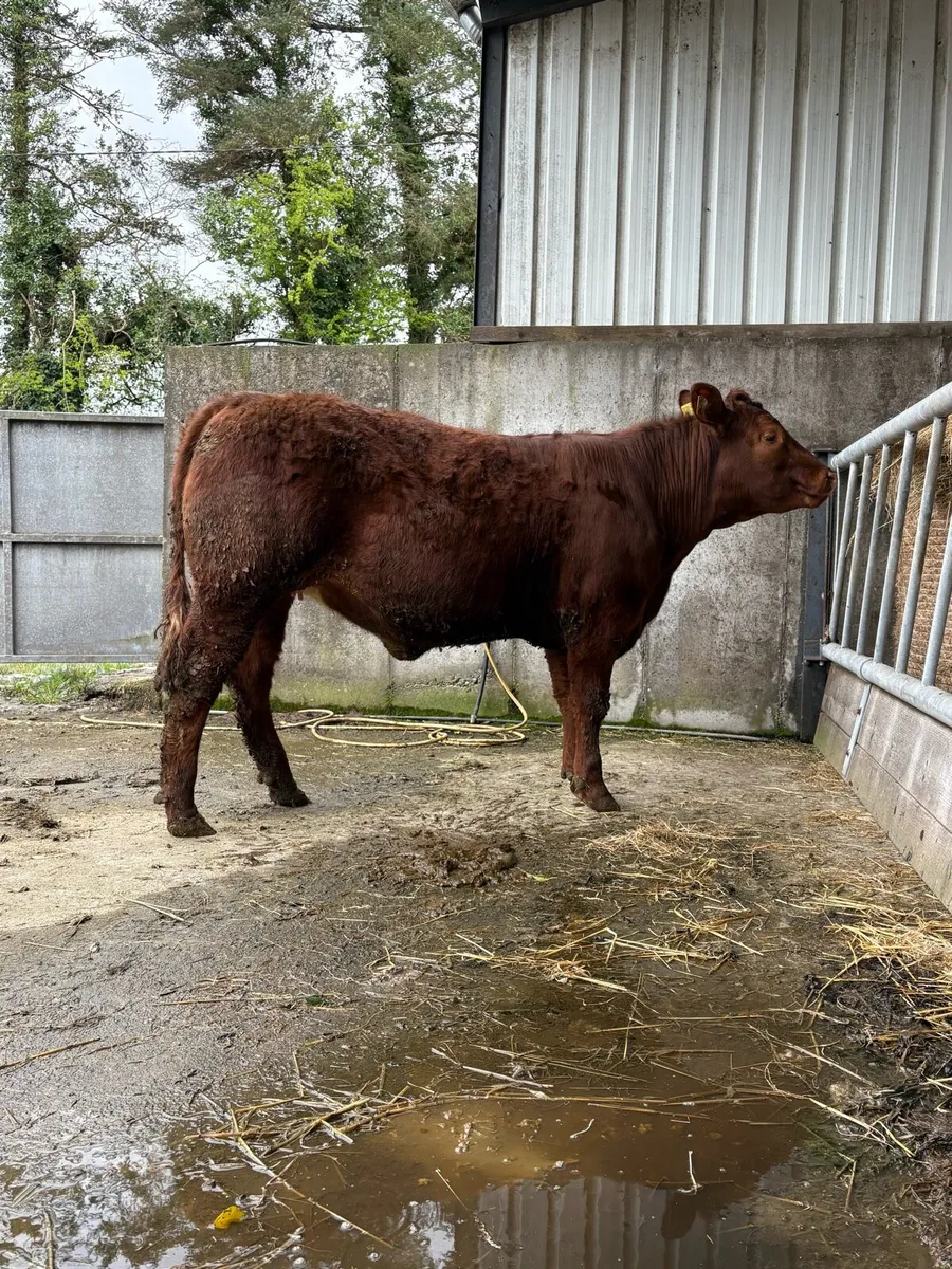 Super 4 star hybrid Limousin heifer - Image 2