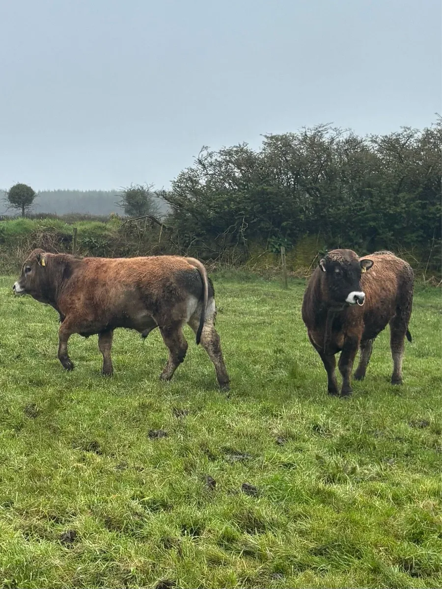 Pedigree AI Bred Aubrac Bulls - Image 3