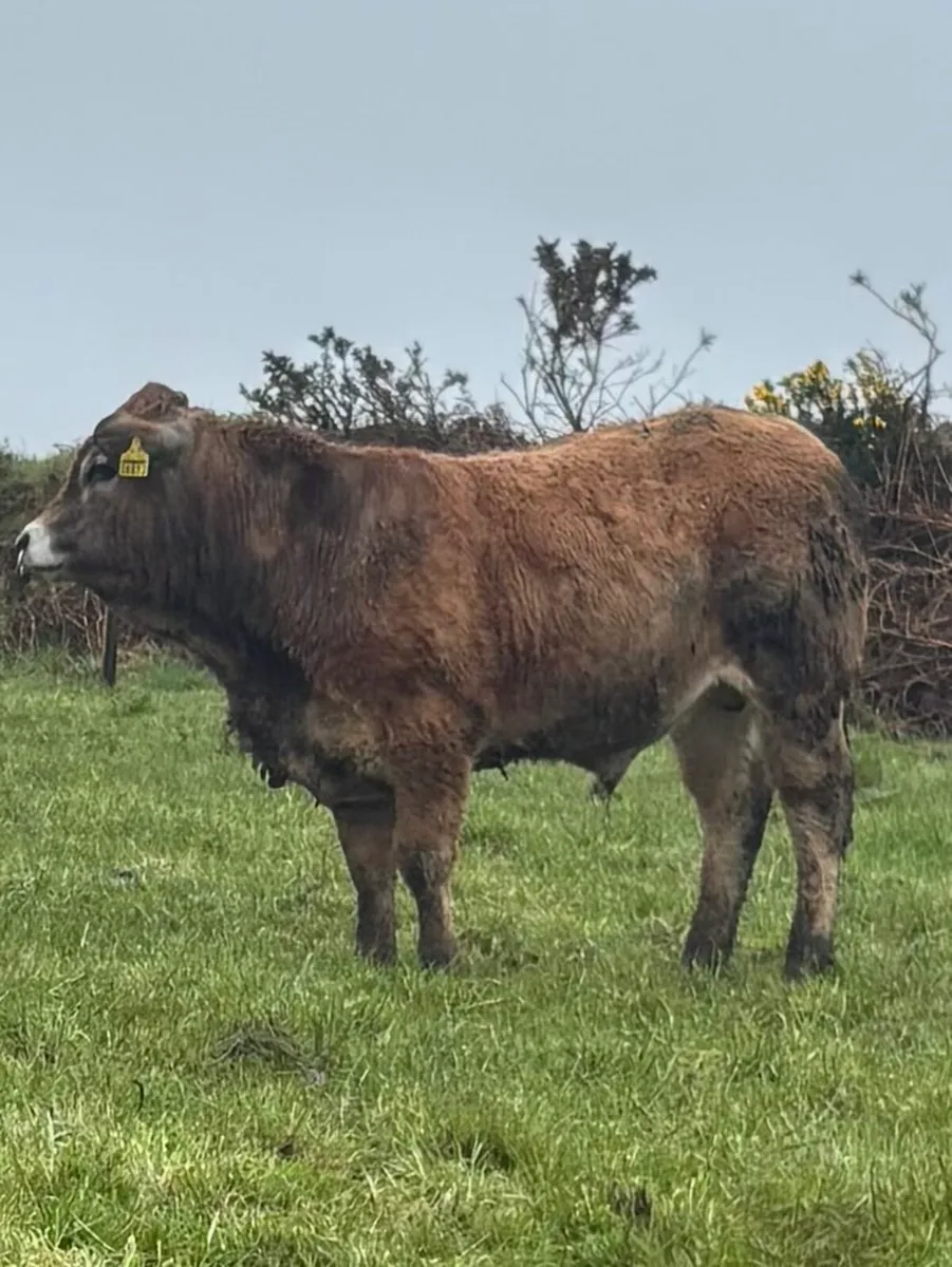 Pedigree AI Bred Aubrac Bulls - Image 4