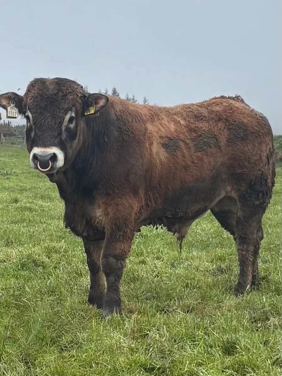 Pedigree AI Bred Aubrac Bulls - Image 1