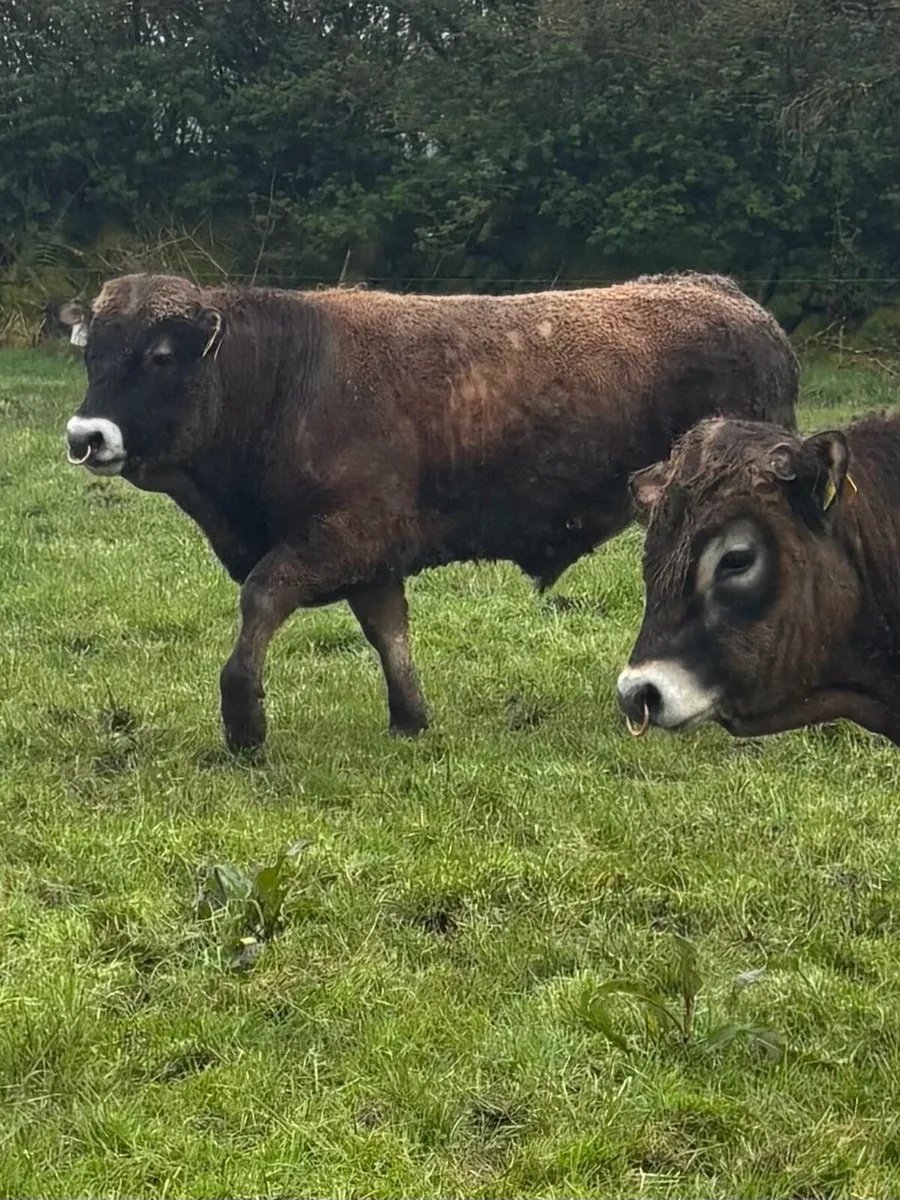 Pedigree AI Bred Aubrac Bulls - Image 2
