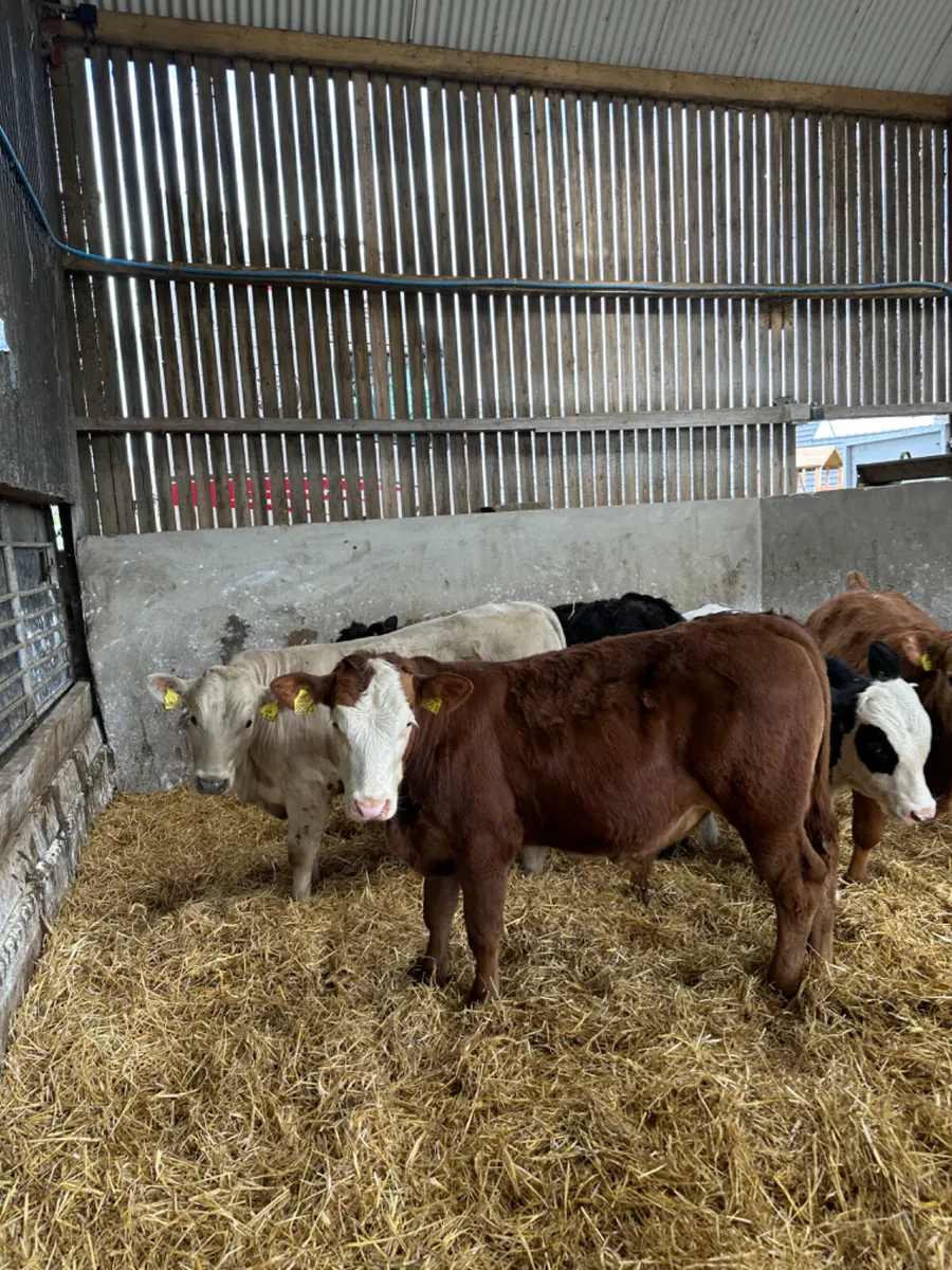 Lim Charolais and Simmental bulls - Image 4