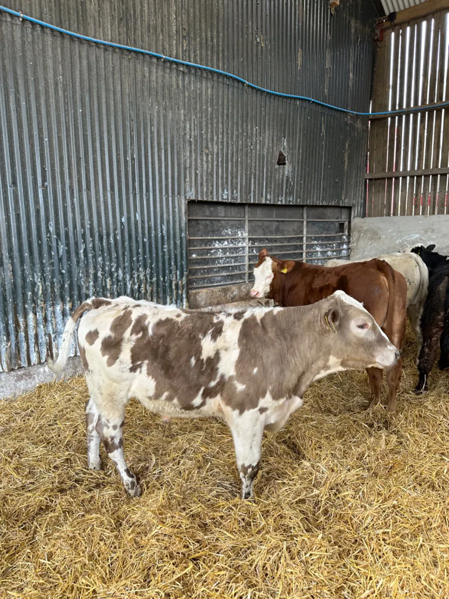 Lim Charolais and Simmental bulls - Image 2