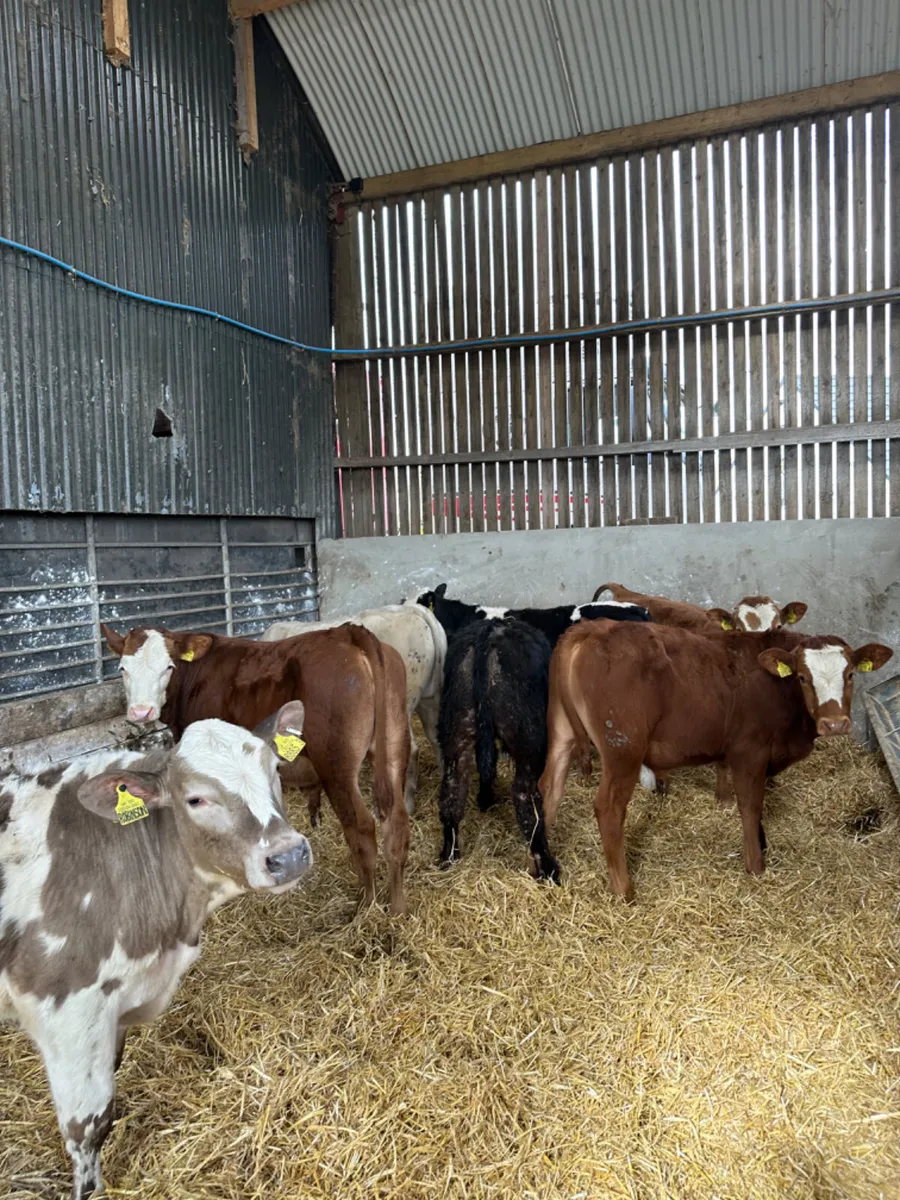 Lim Charolais and Simmental bulls - Image 1