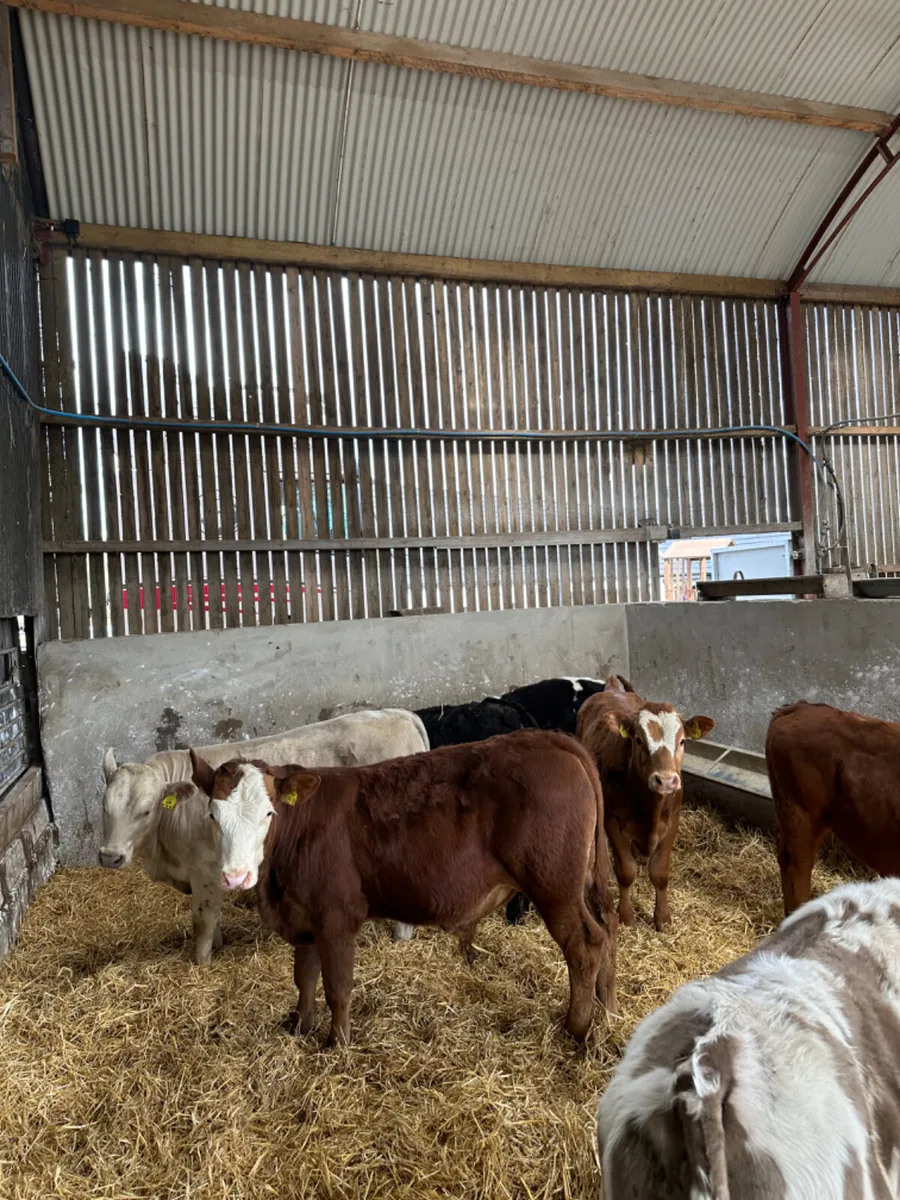 Lim Charolais and Simmental bulls - Image 3