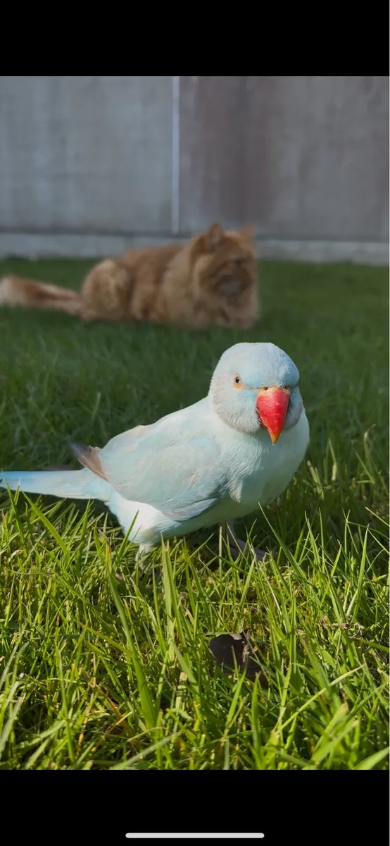 Ringneck parrot - Image 1
