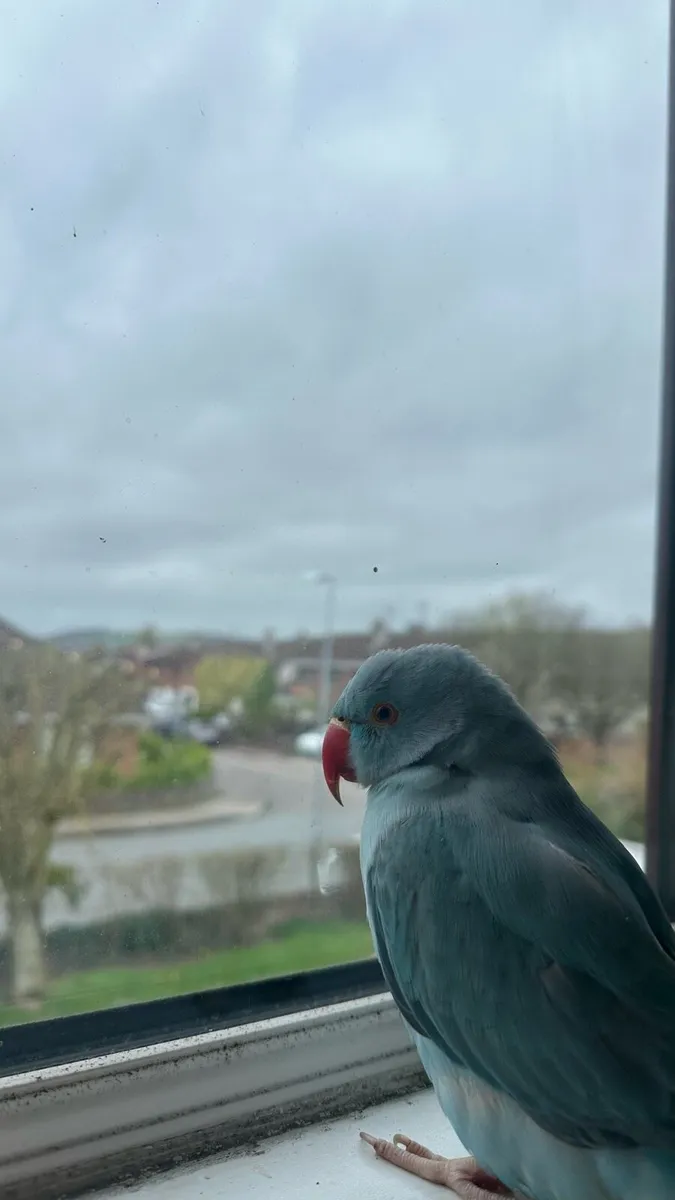 Ringneck parrot - Image 2