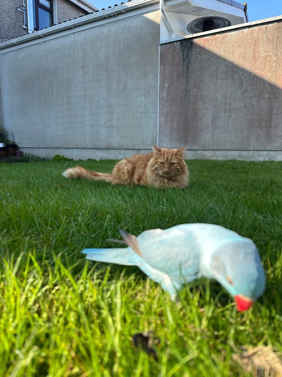 Ringneck parrot - Image 3