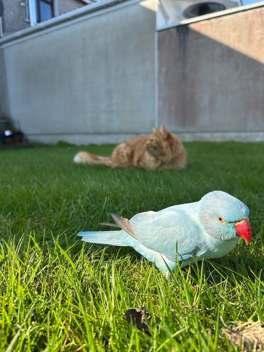 Ringneck parrot - Image 4