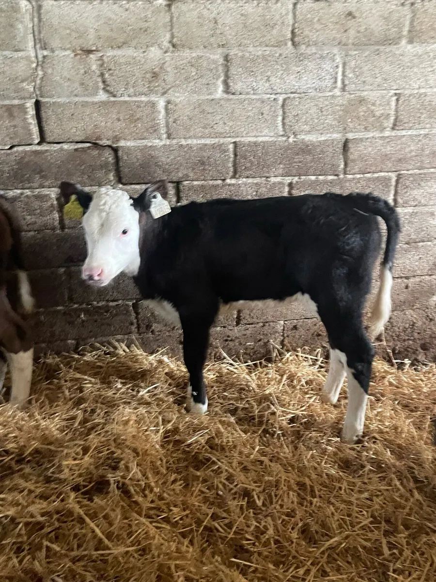 15 quality heifer calves - Image 2
