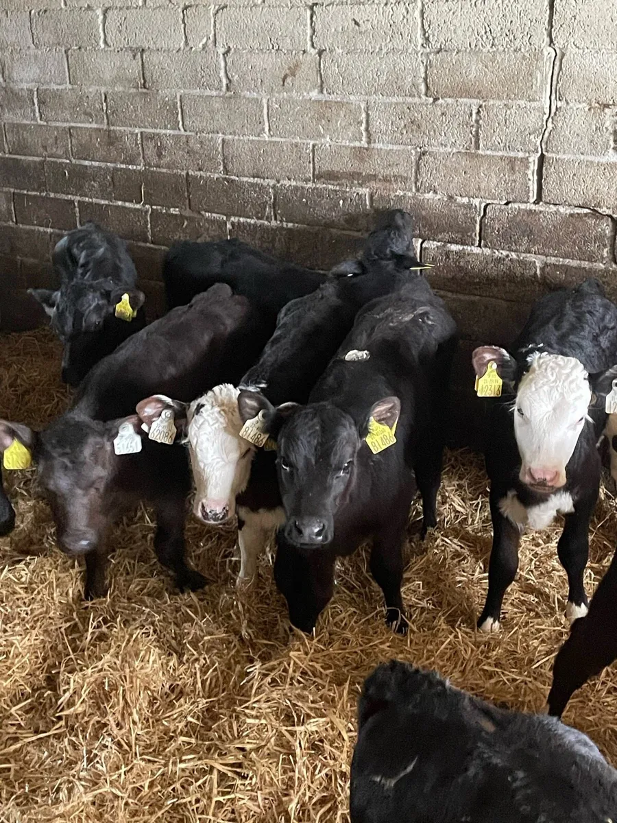 15 quality heifer calves - Image 3
