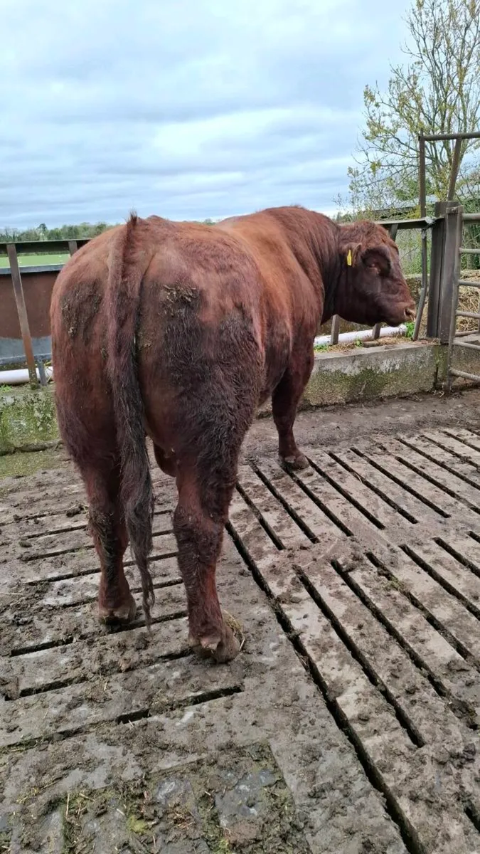 PB Shorthorn Breeding Stock Bull - Image 1