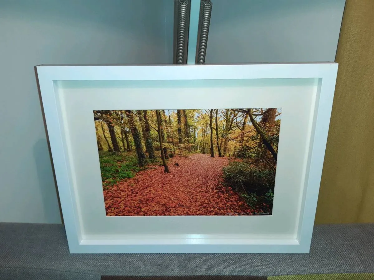 Ballyannan Woods, Midleton - Image 3