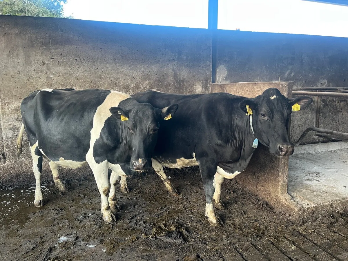 Surplus in calf Heifers and Cows - Image 2