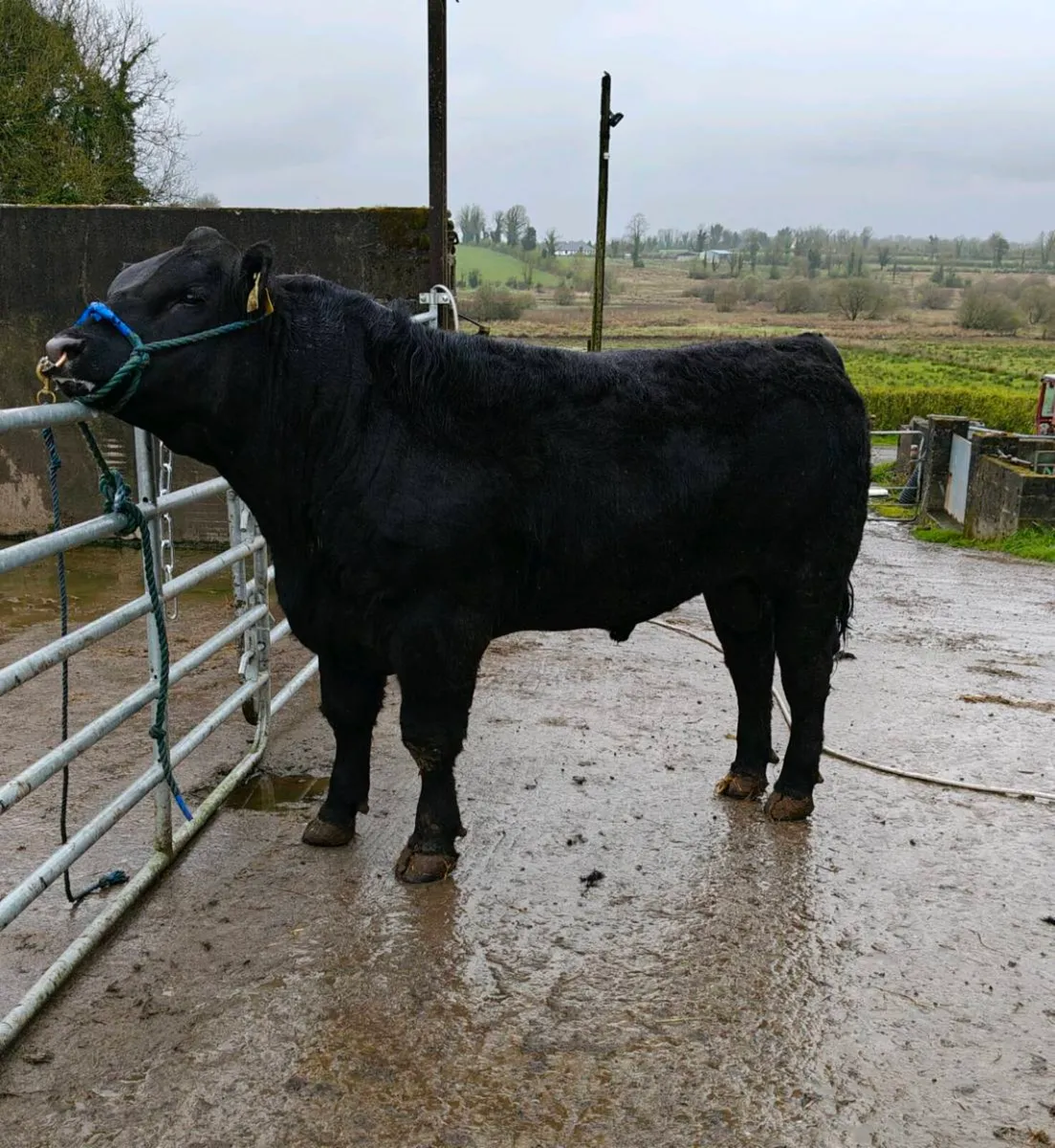 Angus bulls for Kilkenny bull sale tomorrow - Image 4