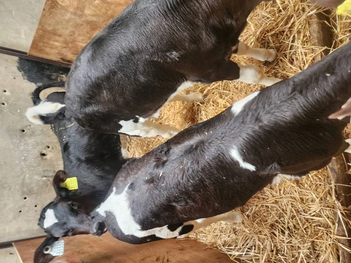 Fr heifer calf's - Image 3