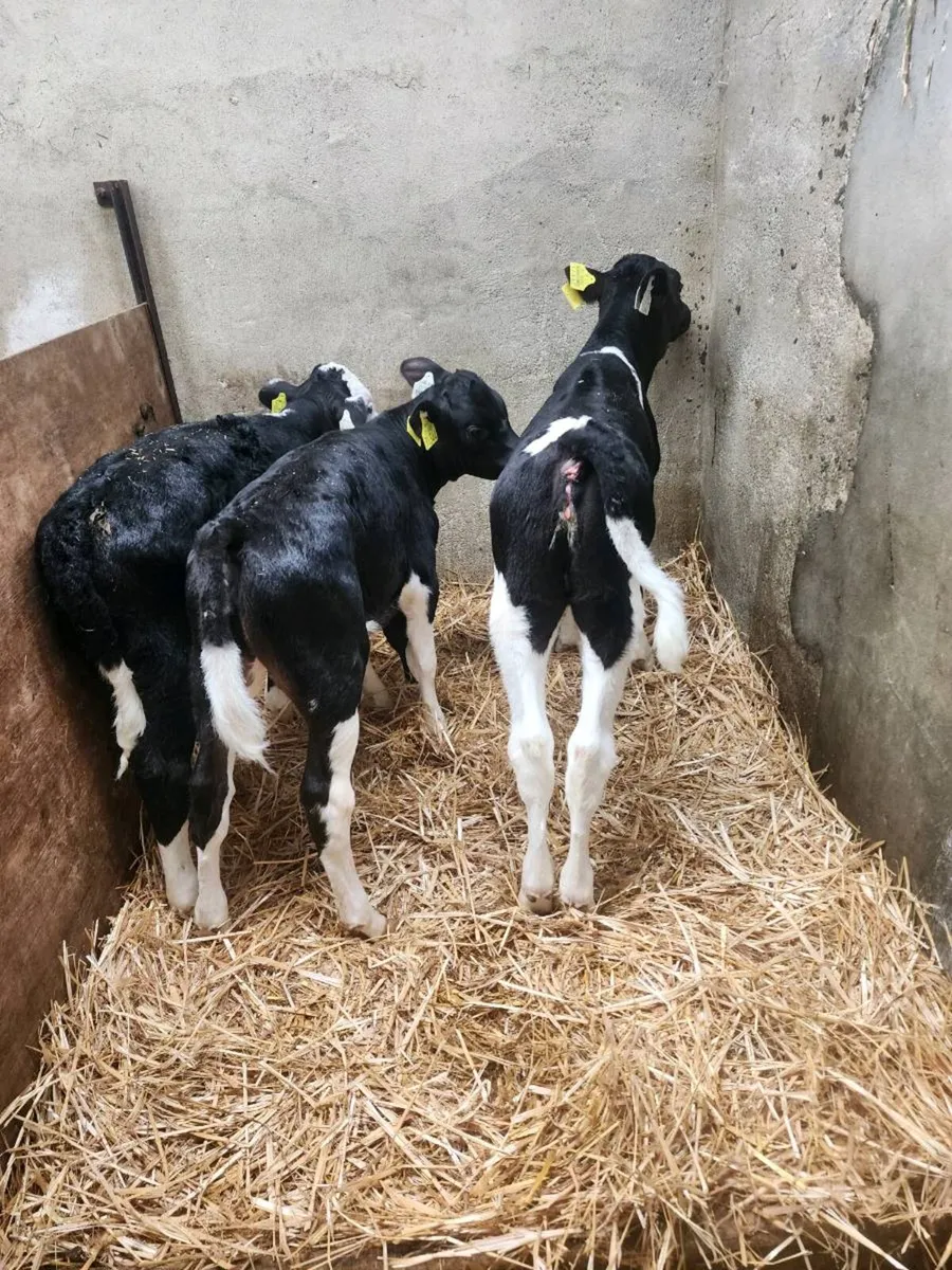 Fr heifer calf's - Image 4