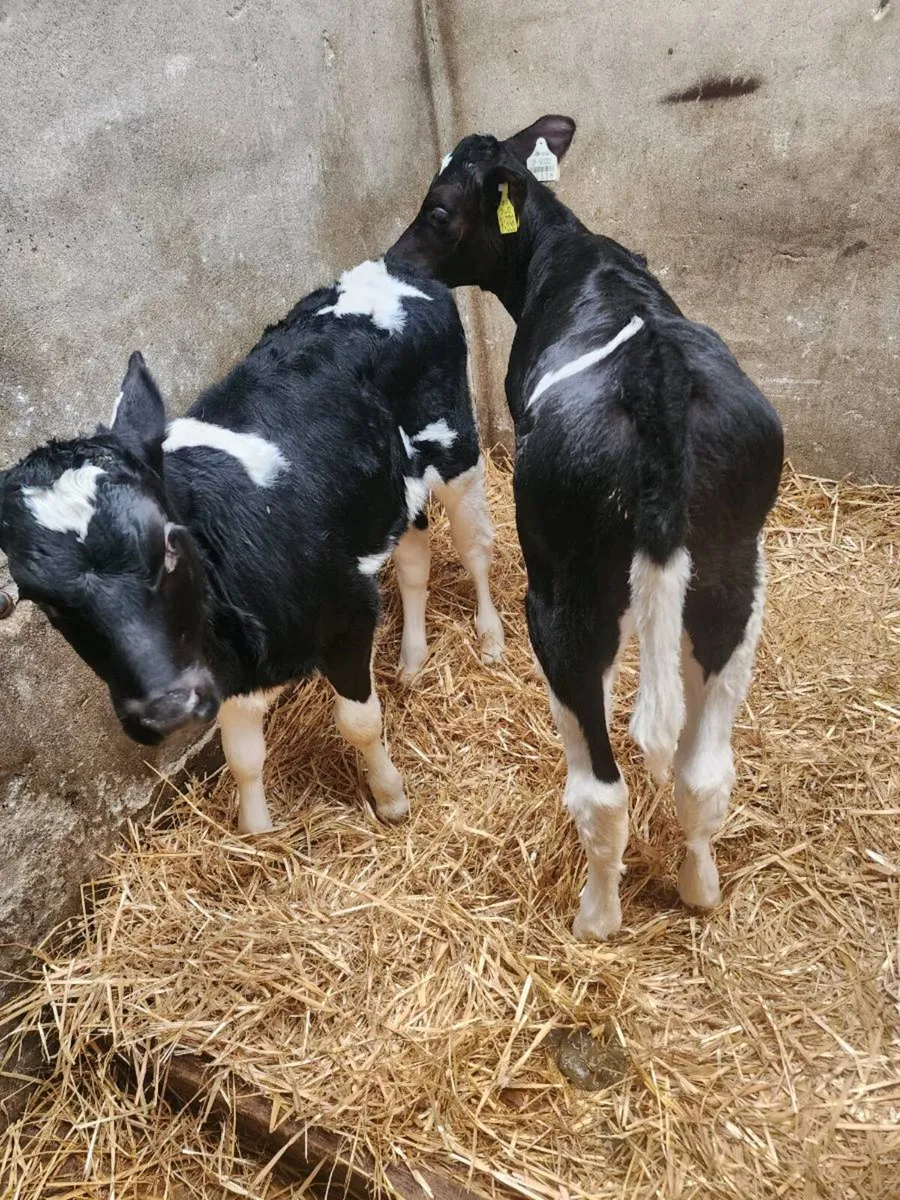 Fr heifer calf's - Image 2
