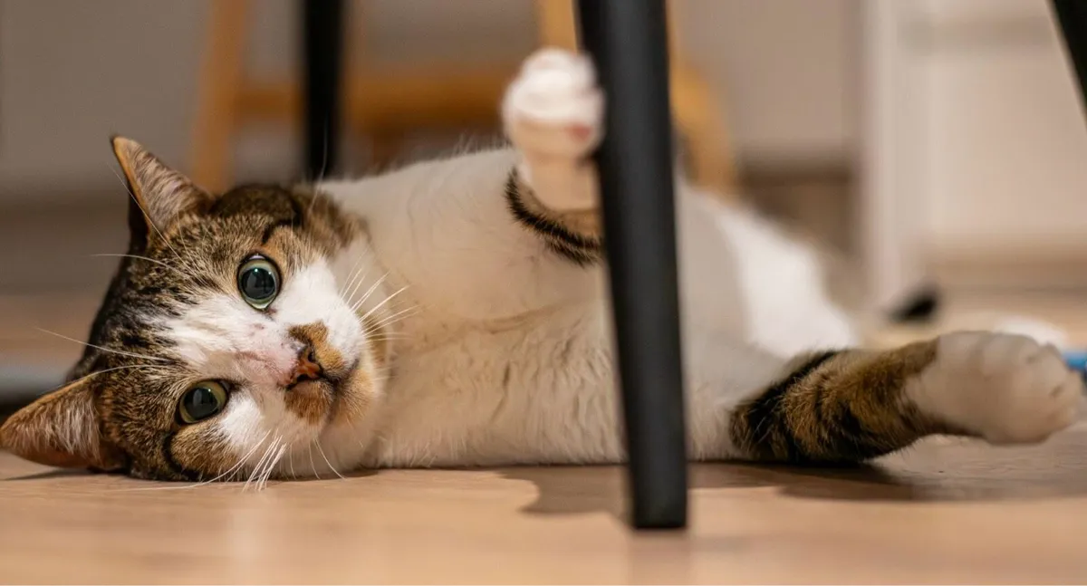 Catstrust adoption and protection. Rescued . - Image 1