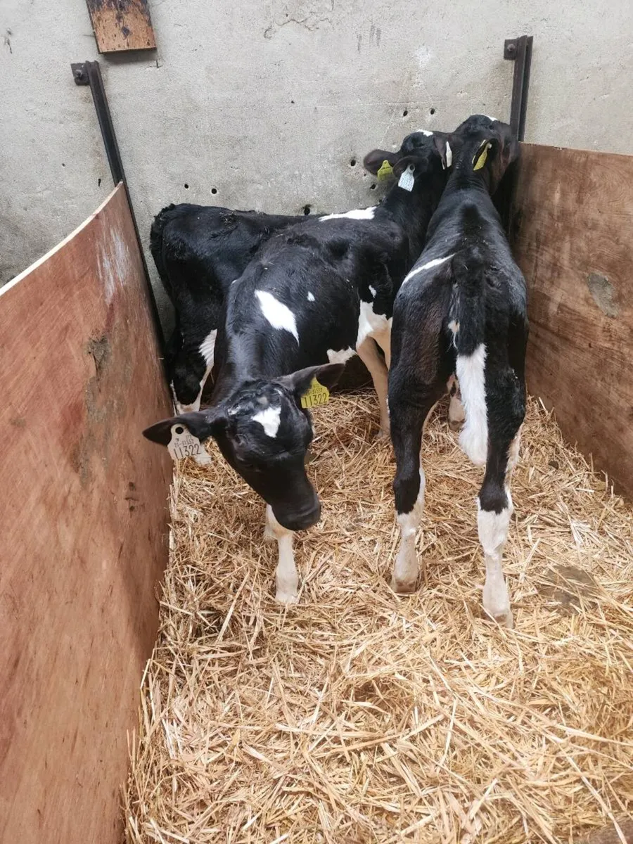 Fr heifer calf's - Image 1