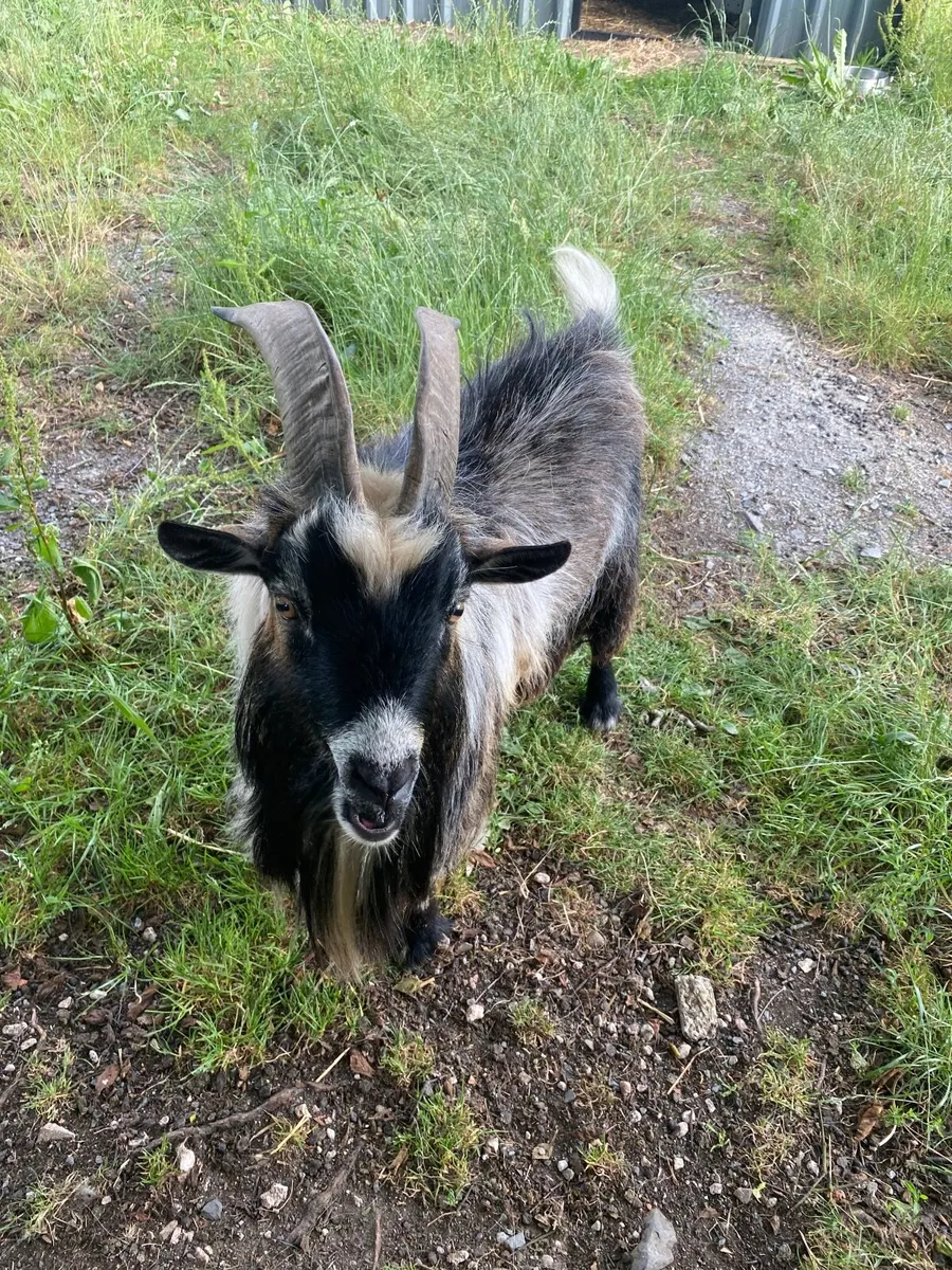 Goat(Pygmy)