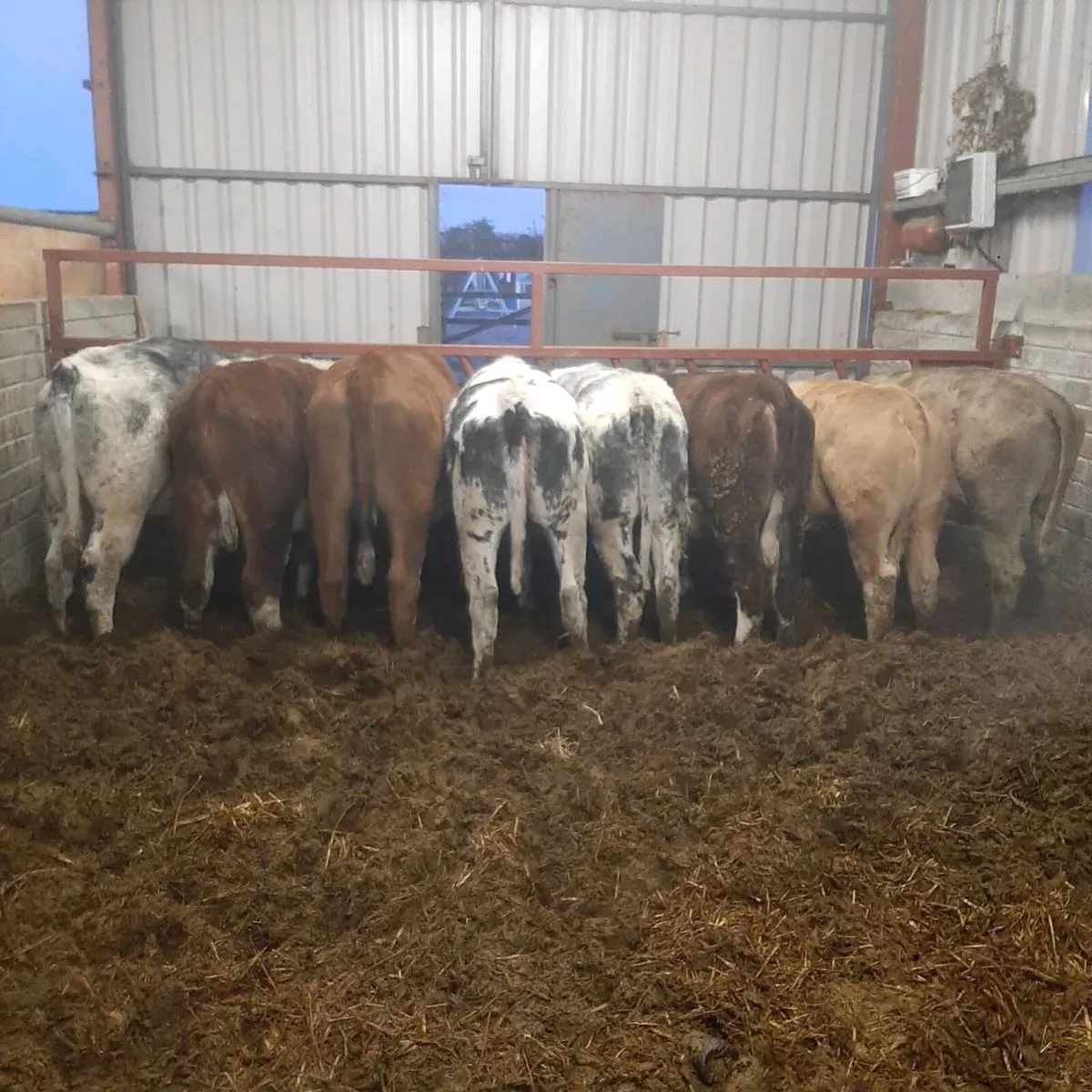 8 Coloured Heifers - Image 1