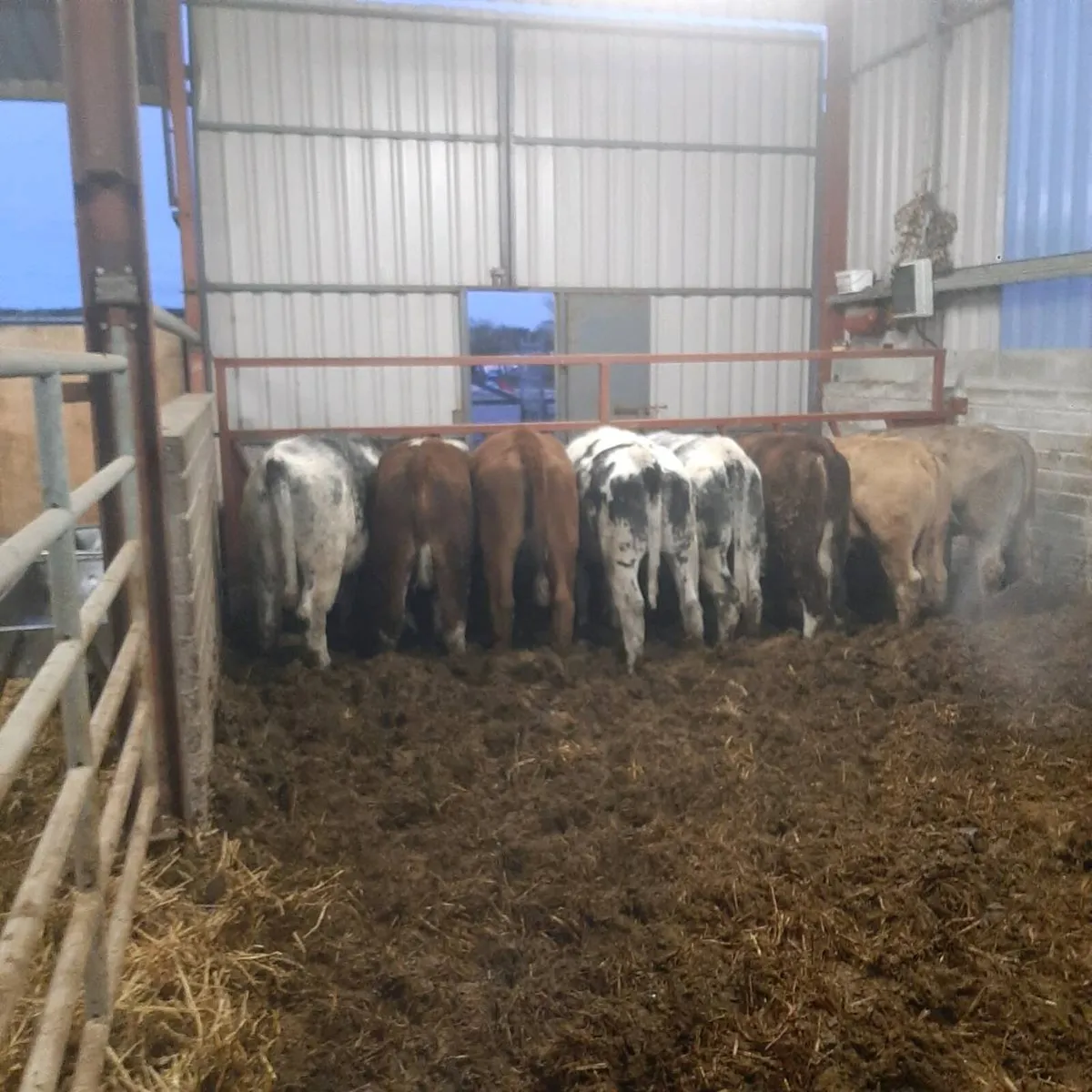 8 Coloured Heifers - Image 2