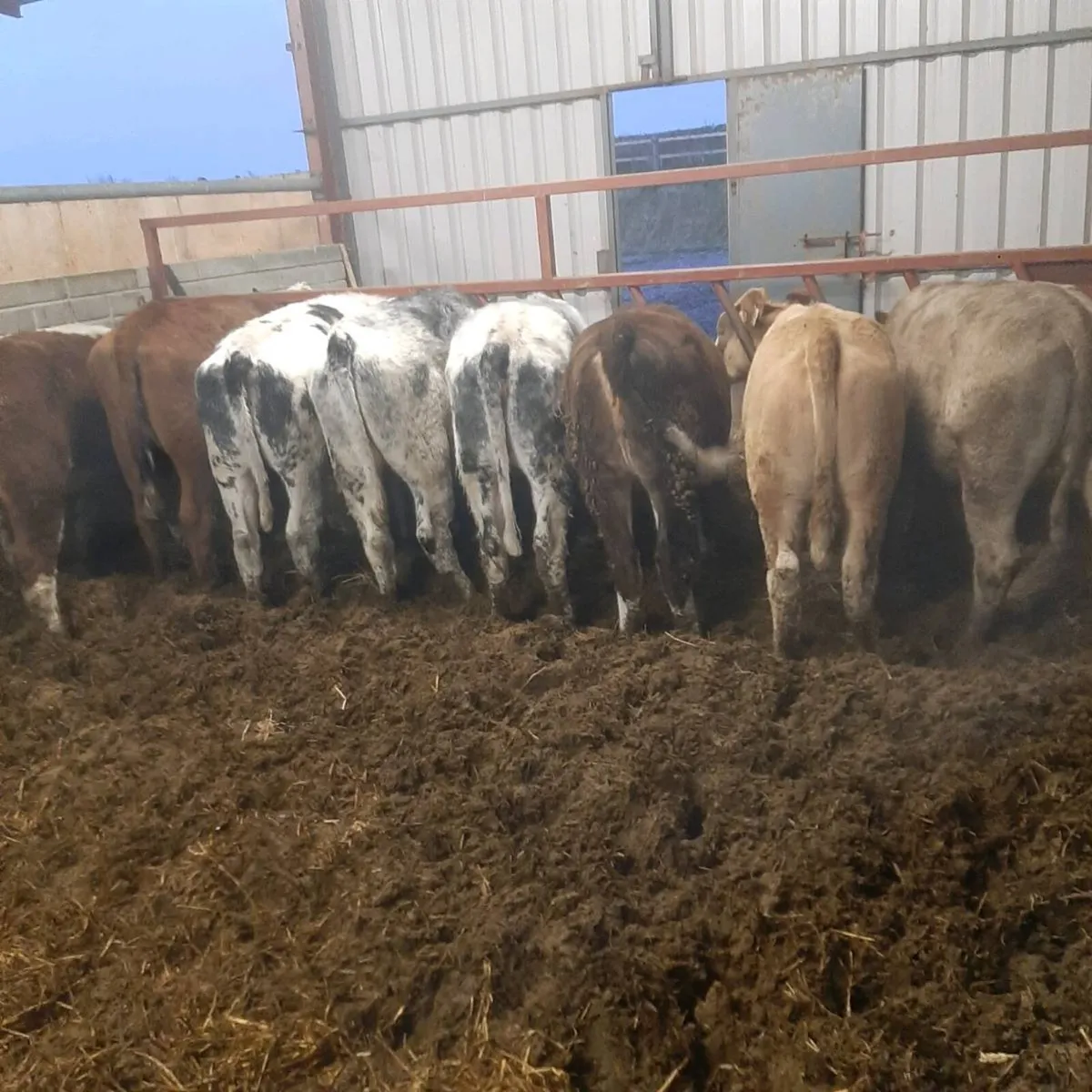 8 Coloured Heifers - Image 3