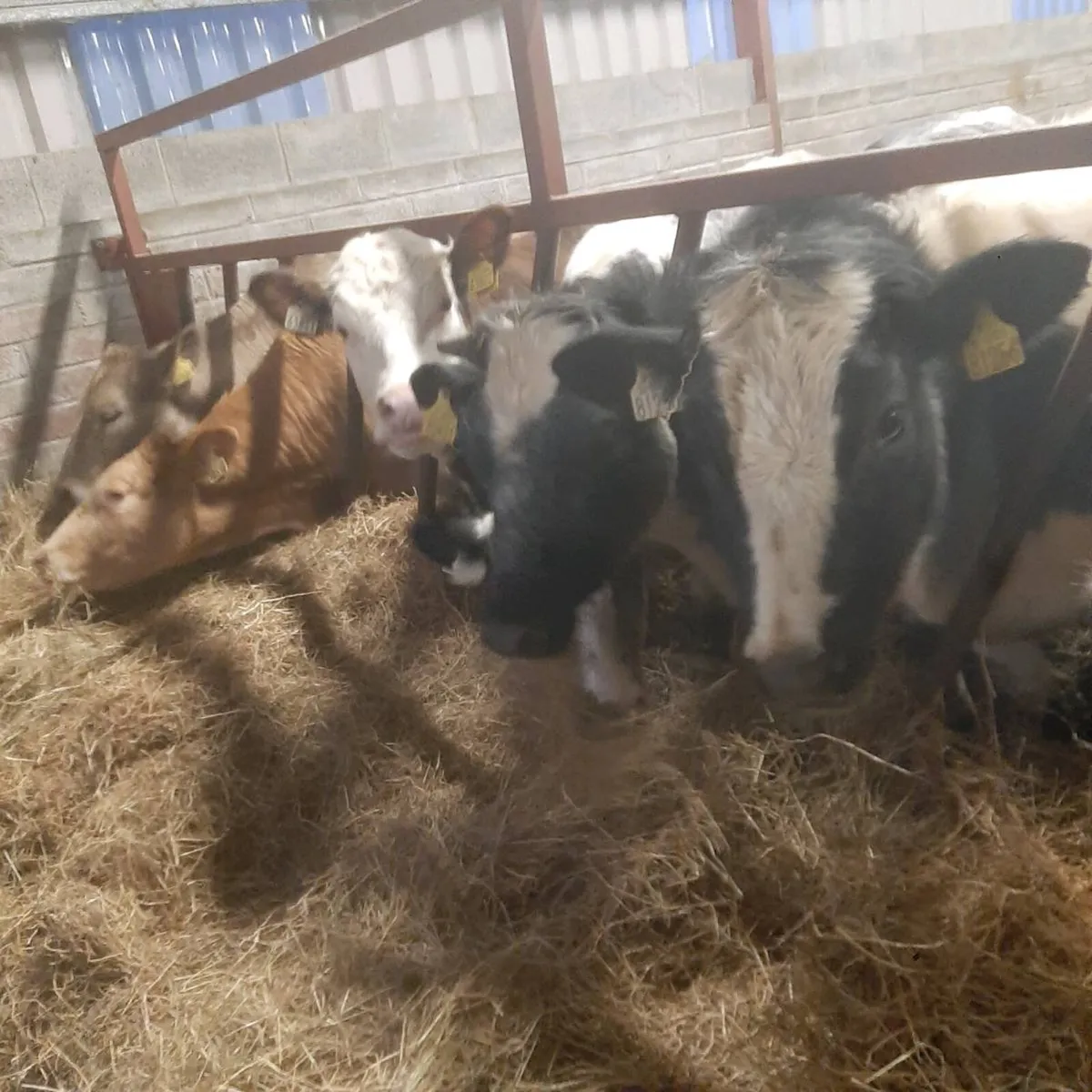 8 Coloured Heifers - Image 4