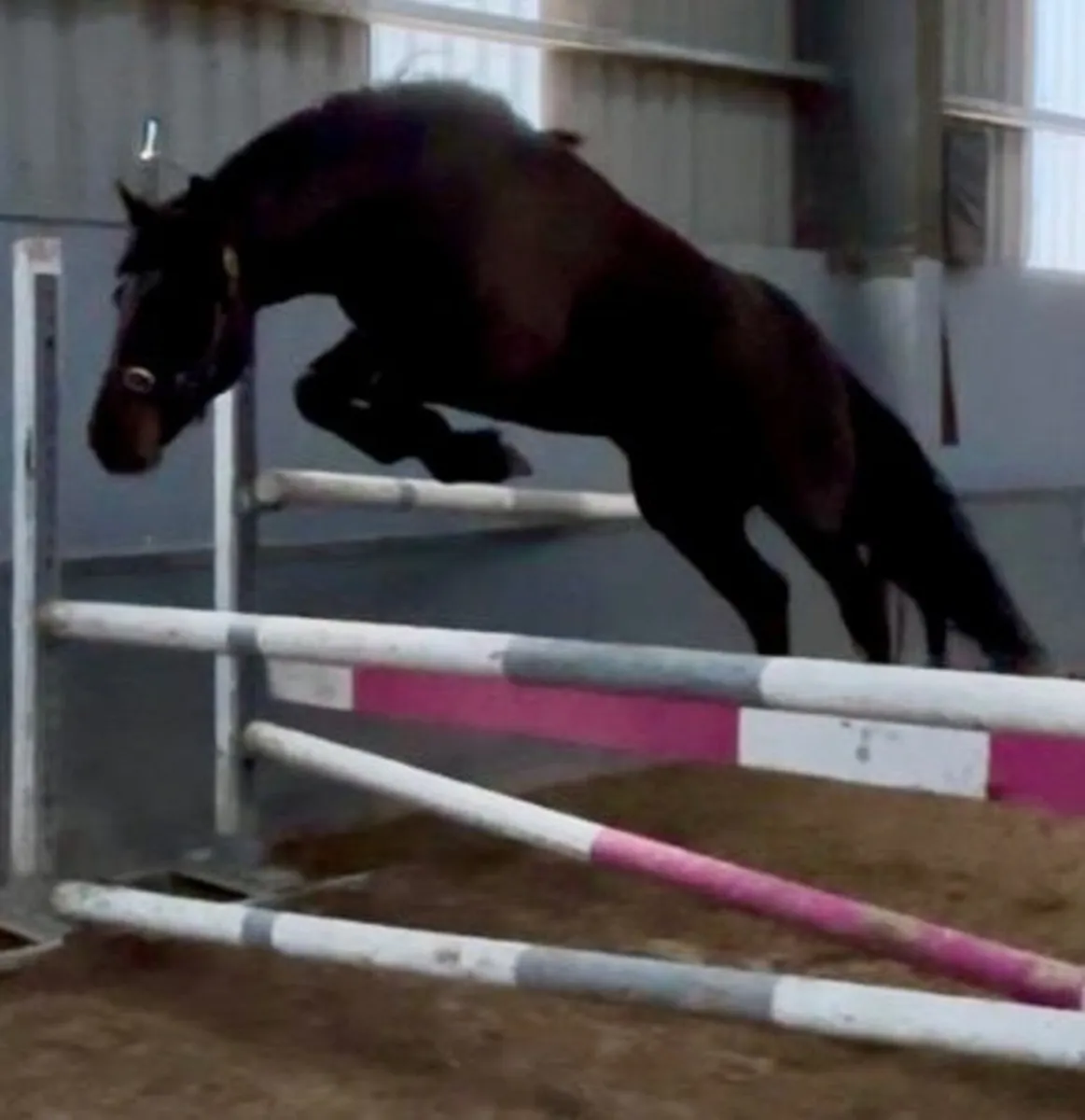 Perfomance Bred Connemara Pony Stallion - Image 1