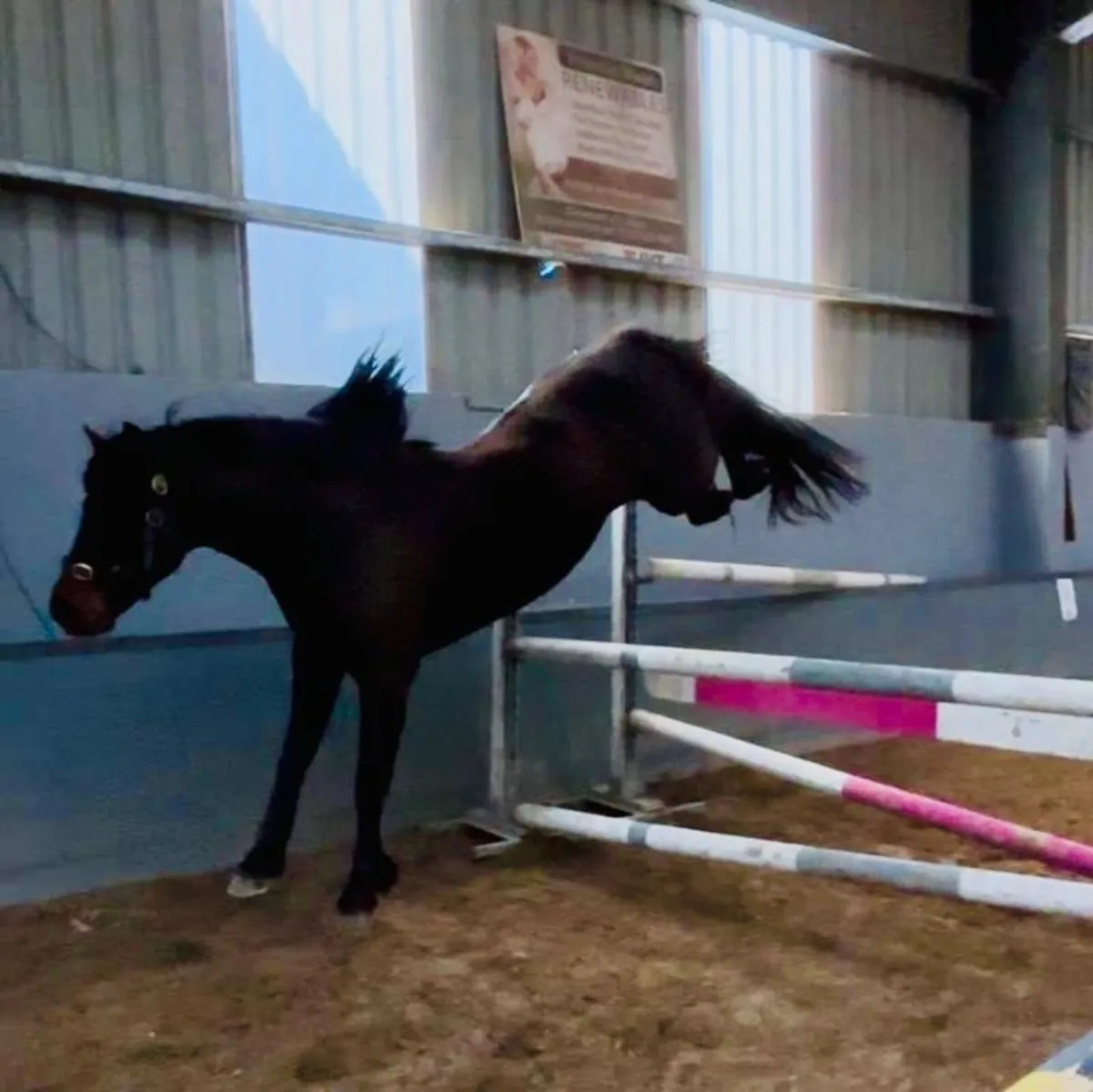 Perfomance Bred Connemara Pony Stallion - Image 2