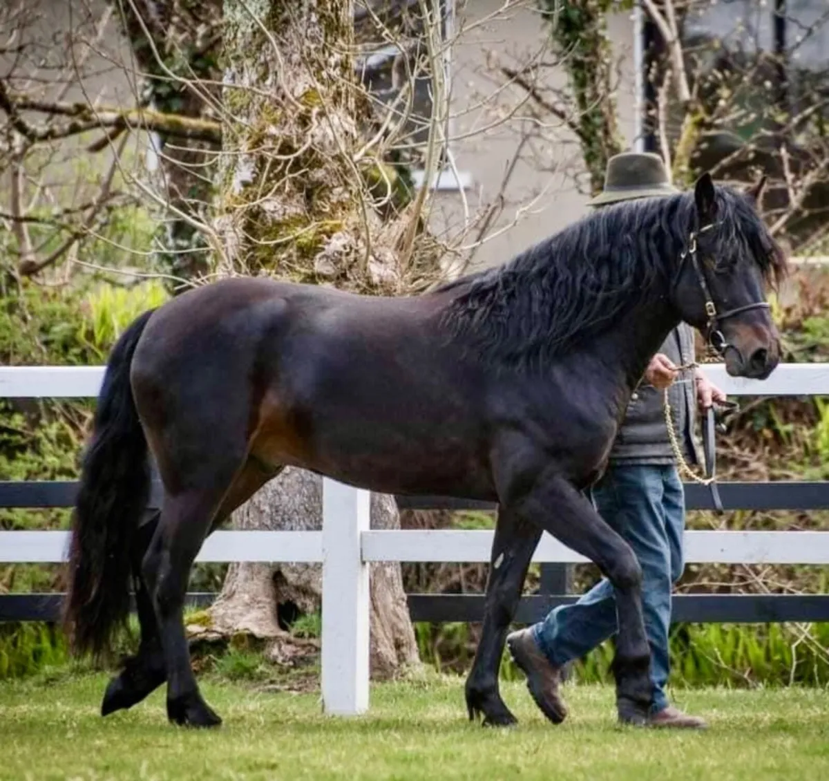 Perfomance Bred Connemara Pony Stallion - Image 3