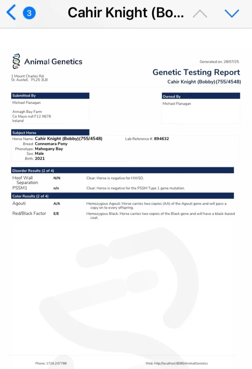 Perfomance Bred Connemara Pony Stallion - Image 4